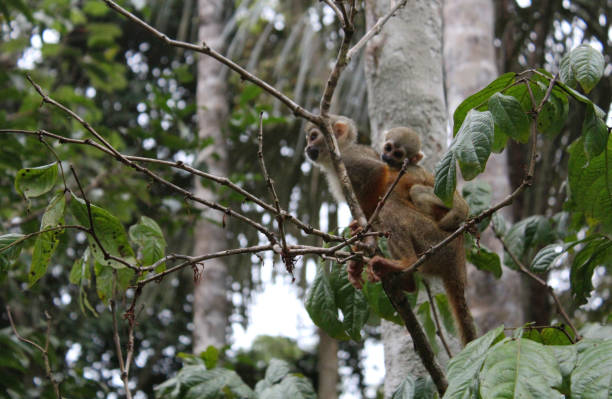istock Monkey carries cub in the heart of the Amazon jungle. 1494413214