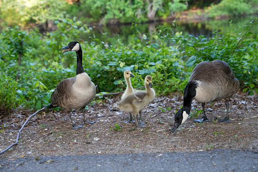 Geese family of birds mother dad and ducklings next to river in the summer eating protecting