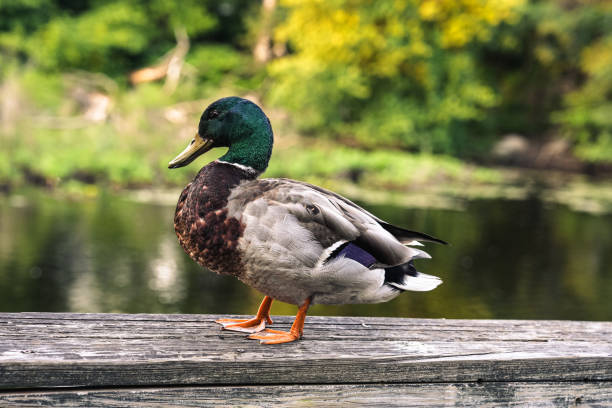 istock Portrait of duck 1494413596