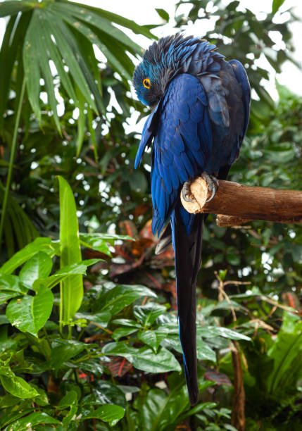 Close up of vivid blue Hyacinth Macaw, blue parrot portrait with blurred background Close up of vivid blue Hyacinth Macaw, blue parrot portrait with blurred background lears macaw stock pictures, royalty-free photos & images