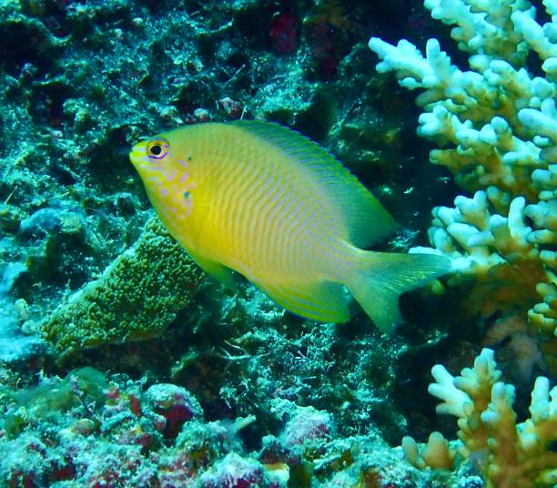 Lemon damsel fish Lemon damsel fish Great Barrier Reef damselfish stock pictures, royalty-free photos & images