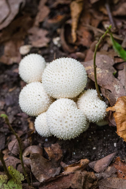 일반적인 퍼프 볼 (lycoperdon perlatum) 버섯 자실체의 그룹은 땅에서 자랍니다 - 일반 퍼프볼 뉴스 사진 이미지