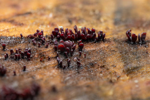 Jelly drops slime mold (Ascocoryne sarcoides) fruit bodieas grows on the stump