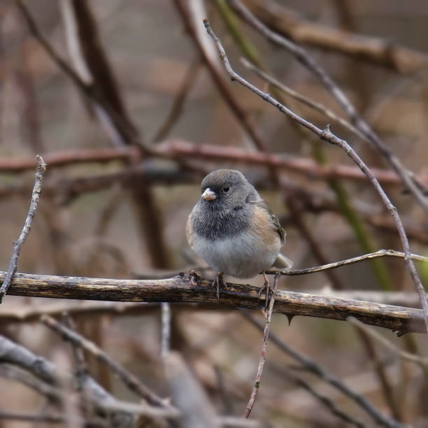 istock Dark-eyed Junco (Pink-sided) (junco hyemalis) perched in a tangle of leafless branches 1494418424