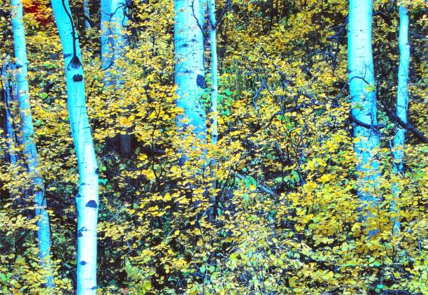istock Aspens - San Juan Mountains - Ridgway, CO 1494419778