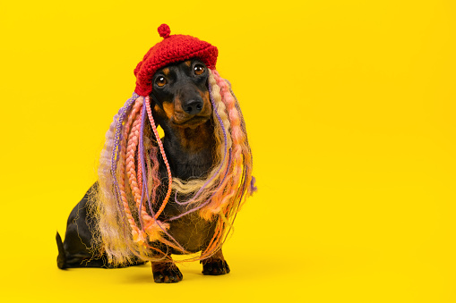 Dog in a wig of dreadlocks in a red beret sits on a yellow background looks innocently. Image of a shy modest elegant, graceful noble lady. Fashion show of stylish pet clothes, modern dog hairstyles