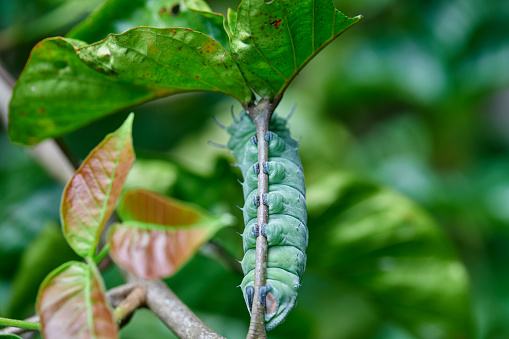 Atlas Moth Caterpillar (Attacus Atlas) on green leaf