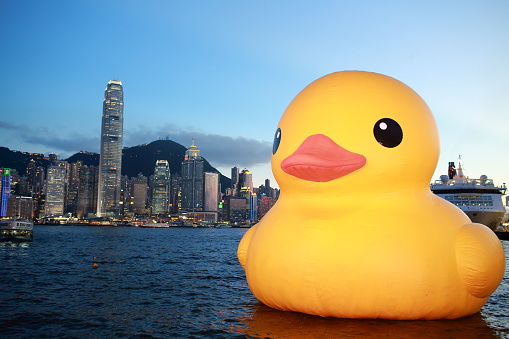 Hong Kong - May 231 2013: a giant Rubber duckie are ready in the dock. Giant Rubber Duck Sculpture By Florentijn Hofman, visit Hong Kong today which draw the attention of hong kong people