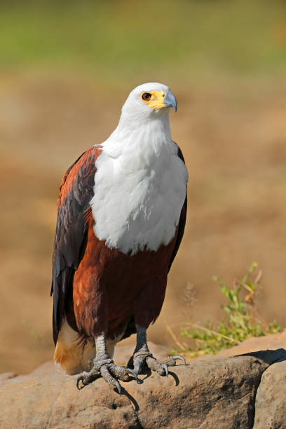 istock African fish-eagle (Haliaeetus vocifer) perched on a rock, Kruger National Park, South Africa 1494431573