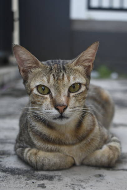 istock Cat Facial Expressions 1494431962