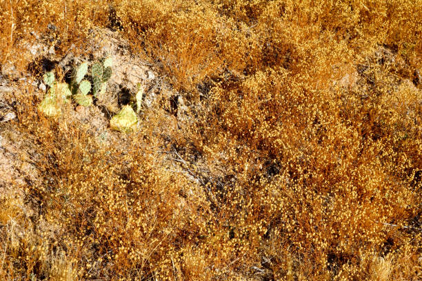 sol désertique aride à la fin de l’arizona hot spring - prickly pear pad photos et images de collection