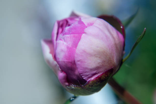 istock Close-up of a peony flower bud 1494435604