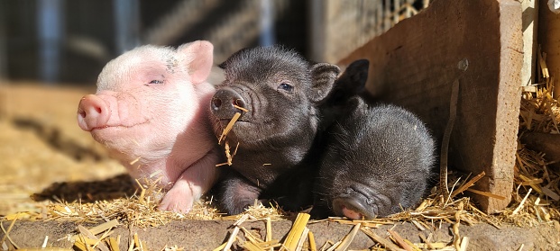 Two tiny black minipig and one pink minipig piglets sleepy in the barn