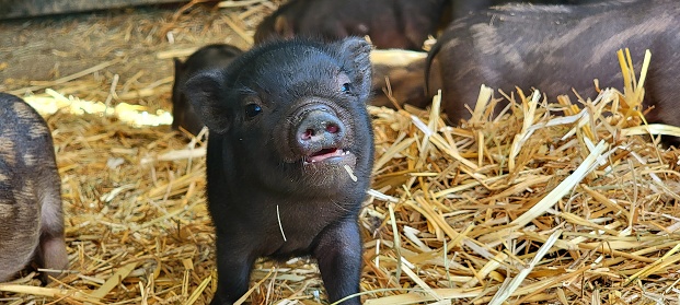 Little black minipig piglet smiling at camera on farm