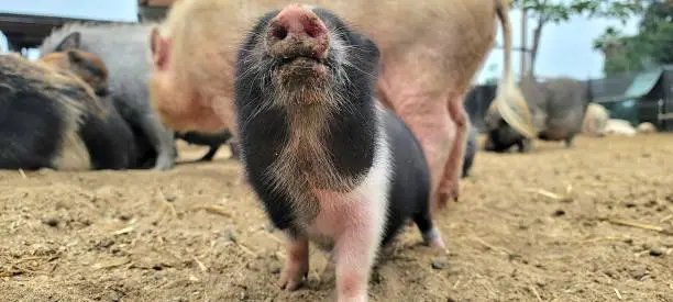 Pink and black minipig piglet smiling at camera with dirty snout on farm.