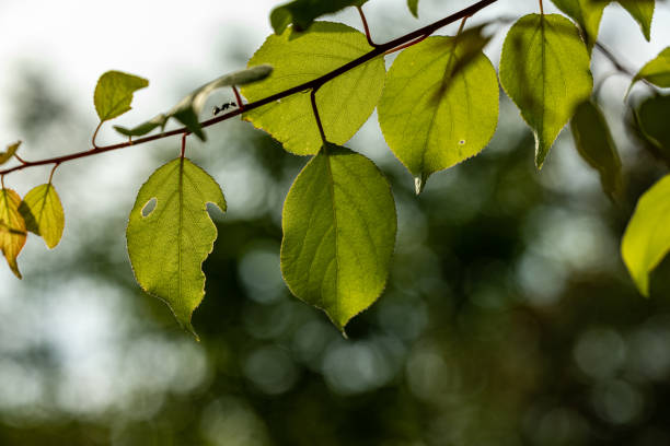 istock Chungpoon Cultural Park, Jecheon 1494438923
