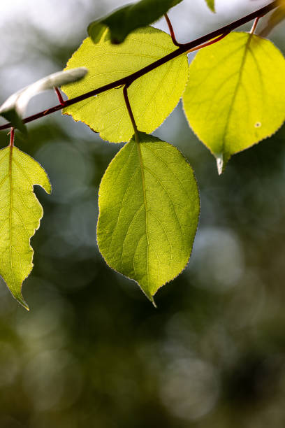 istock Chungpoon Cultural Park, Jecheon 1494438924