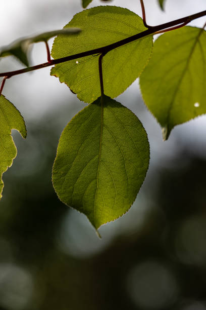 istock Chungpoon Cultural Park, Jecheon 1494438951