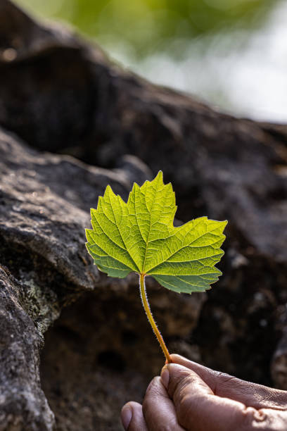 istock Chungpoon Cultural Park, Jecheon 1494439494