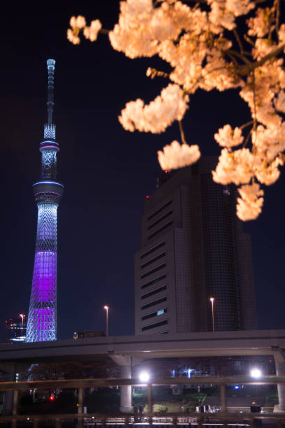 tokyo sky tree and cherry view from asakusa sumida park at night - spring vertical cherry blossom color image imagens e fotografias de stock