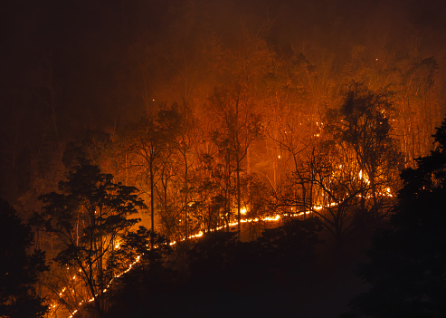 Tropical forest fires are negatively impact their ecological in seasonally dry tropical ecosystems in southeast asia.