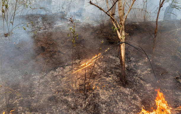 istock Internet fibre cables damaged in wildfire. 1494441094