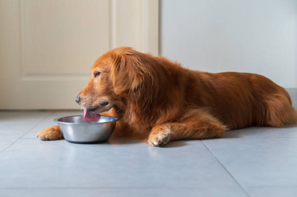 istock Golden retriever lying on the floor and eating 1494442351