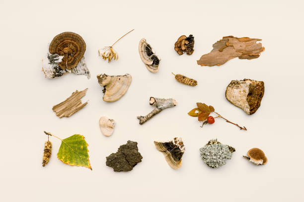 istock Autumn nature flat lay with polypore mushrooms,  branches tree, yellow fallen leaves, moss, bark on beige background. Minimal style pattern from wild plants of fall forest. Trend top view 1494442530