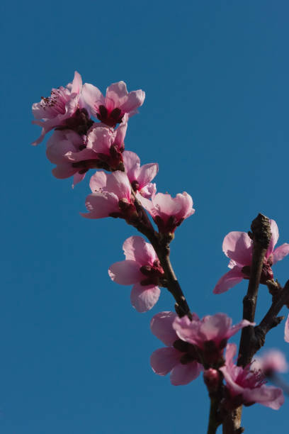 Peach Tree Blossoms stock photo
