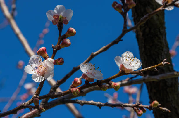 Apricot Tree Blossoms stock photo