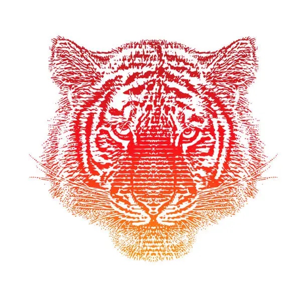Vector illustration of Siberian Tiger Head