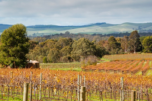 A scenic view of vineyards during autumn in the Barossa Valley South Australia