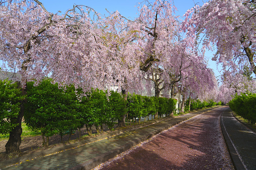 1,000 weeping cherry blossom trees along a 3 km stretch in Kitakata, Fukushima of Japan.