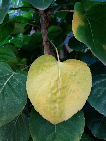 Heart-shaped leaves. Plum aralia plant as background.