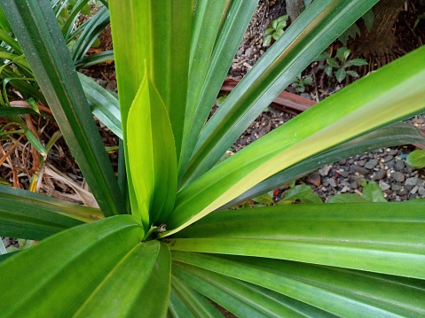 Pandan is a leaf that is usually used for several dishes to make food fragrant and pandan is also used as a natural green colorant for food in asia.