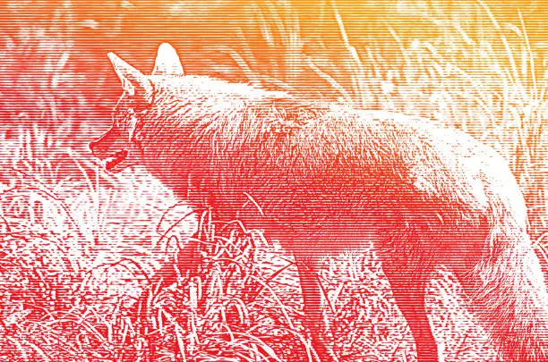 Vector illustration of Suburban Coyote