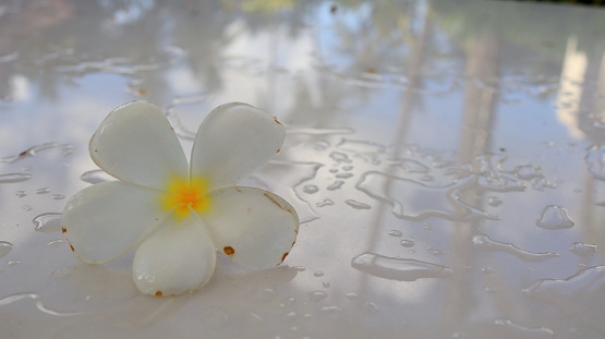 Tropical flowers frangipani with rain drops on white table