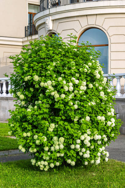 viburnum buldenezh blüht im garten. - viburnum stock-fotos und bilder