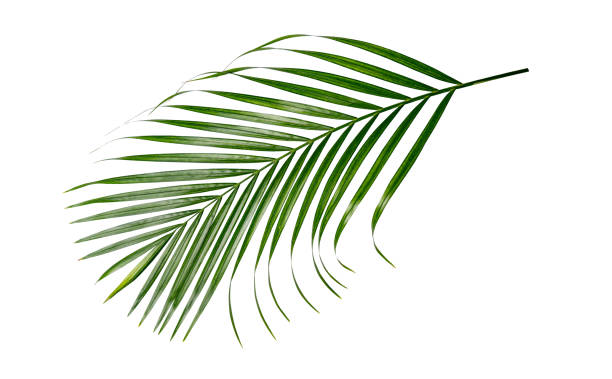 istock Green nature Palm leaf Coconut leaves on white background isolate with clipping path it easy to cut and edit. 1494458107