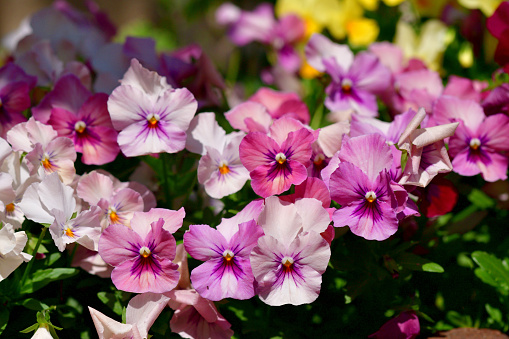 Viola is a flowering plant in the violet family Violaceae. They are perennials, but they are usually treated as annuals, invaluable for fall, winter and spring. Violas are heart-shaped or kidney-shaped and their colors include yellow, orange, blue, scarlet, white and violet, or multi-colored.