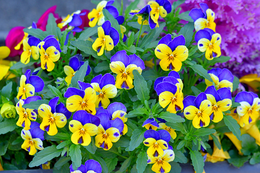Viola is a flowering plant in the violet family Violaceae. They are perennials, but they are usually treated as annuals, invaluable for fall, winter and spring. Violas are heart-shaped or kidney-shaped and their colors include yellow, orange, blue, scarlet, white and violet, or multi-colored.