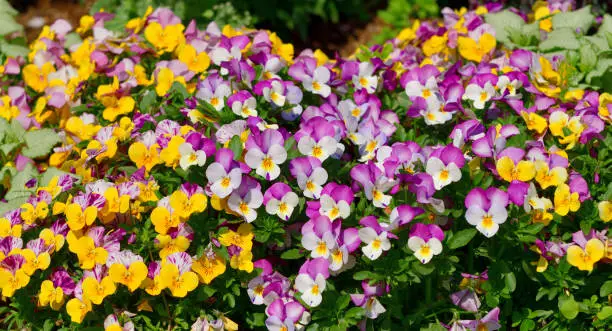 Photo of Viola: Bold, Bright and Beautiful Flowers