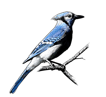 Blue Jay Perching On Branch. Cut out.