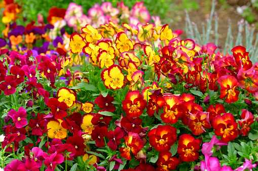 Primrose purple flowers (Primula Vulgaris). Purple primroses. Primula flowers growing in the spring garden.