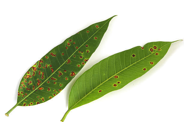 enfermedad antracnosis en la hoja de mango causada por colletotrichum gloeosporioides sobre fondo blanco - colletotrichum fotografías e imágenes de stock