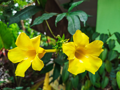 Photo of two blooming Allamanda schottii in the afternoon. Close-up, eye level view.