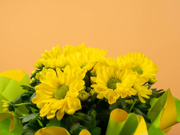 bukiet żółtych stokrotek na pomarańczowym tle. - german chamomile chamomile plant flower part temperate flower zdjęcia i obrazy z banku zdjęć