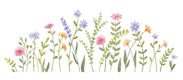 istock Watercolor wild herbs and flowers illustration. Hand painted meadow with grass and wildflowers isolated on white 1494462600