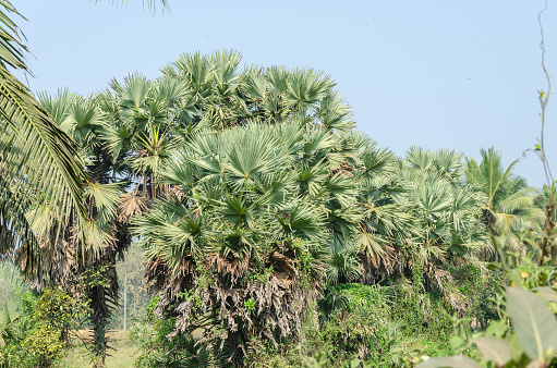 Palmyra fruit palms also known as sugar palm