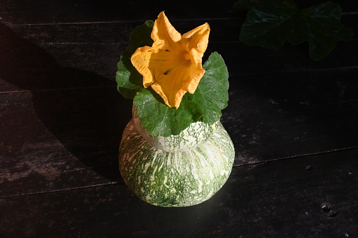 Pumpkin isolated on the back background.  It is a most popular vegetable of all overworld. Its other names argyrosperma, Cucurbita pepo and Cucurbita maxima. Round pumpkin.